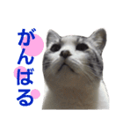 ごま吉くん日和2使える日本語（個別スタンプ：24）