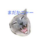 ルル ハロー（個別スタンプ：1）