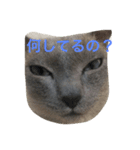 ルル ハロー（個別スタンプ：3）