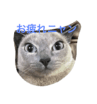 ルル ハロー（個別スタンプ：5）