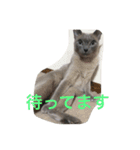 ルル ハロー（個別スタンプ：14）