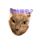ルル ハロー（個別スタンプ：15）
