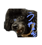 犬と犬と黄色い鳥。（個別スタンプ：3）