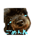犬と犬と黄色い鳥。（個別スタンプ：5）