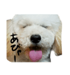 犬と犬と黄色い鳥。（個別スタンプ：6）