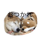 中年芝犬ケンタ（個別スタンプ：1）