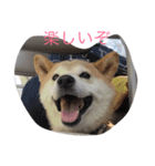 中年芝犬ケンタ（個別スタンプ：2）