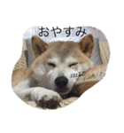 中年芝犬ケンタ（個別スタンプ：3）
