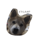 中年芝犬ケンタ（個別スタンプ：4）