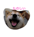 中年芝犬ケンタ（個別スタンプ：5）