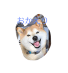 中年芝犬ケンタ（個別スタンプ：6）
