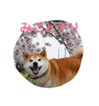 中年芝犬ケンタ（個別スタンプ：7）