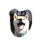 中年芝犬ケンタ（個別スタンプ：8）