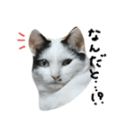 猫のゴマ スタンプ（個別スタンプ：1）