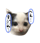 猫のゴマ スタンプ（個別スタンプ：2）