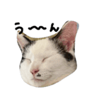 猫のゴマ スタンプ（個別スタンプ：4）