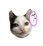 猫のゴマ スタンプ（個別スタンプ：6）