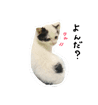 猫のゴマ スタンプ（個別スタンプ：8）
