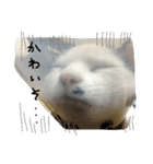 猫のゴマ スタンプ（個別スタンプ：9）