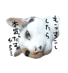 猫のゴマ スタンプ（個別スタンプ：10）