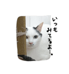 猫のゴマ スタンプ（個別スタンプ：13）