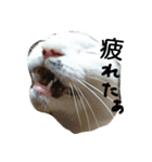 猫のゴマ スタンプ（個別スタンプ：15）
