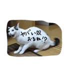 猫のゴマ スタンプ（個別スタンプ：17）