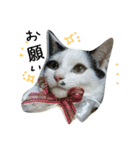 猫のゴマ スタンプ（個別スタンプ：18）