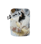 猫のゴマ スタンプ（個別スタンプ：19）