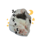 猫のゴマ スタンプ（個別スタンプ：20）