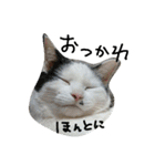 猫のゴマ スタンプ（個別スタンプ：21）