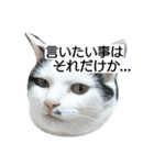 猫のゴマ スタンプ（個別スタンプ：24）