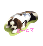 キャバリアの毎日②（個別スタンプ：1）