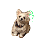愛犬シナモン（個別スタンプ：1）