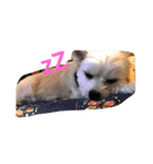 愛犬シナモン（個別スタンプ：3）