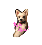 愛犬シナモン（個別スタンプ：4）