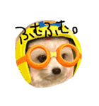 愛犬シナモン（個別スタンプ：5）