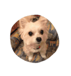 愛犬シナモン（個別スタンプ：6）
