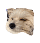 愛犬シナモン（個別スタンプ：7）