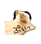 愛犬シナモン（個別スタンプ：8）