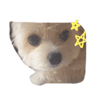 愛犬シナモン（個別スタンプ：9）