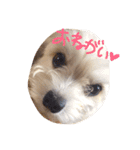 愛犬シナモン（個別スタンプ：10）