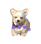 愛犬シナモン（個別スタンプ：11）
