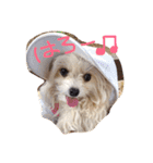 愛犬シナモン（個別スタンプ：12）