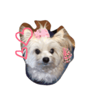 愛犬シナモン（個別スタンプ：13）
