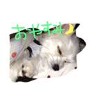 愛犬シナモン（個別スタンプ：15）