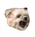 愛犬シナモン（個別スタンプ：16）