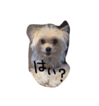 愛犬シナモン（個別スタンプ：17）