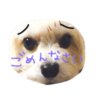 愛犬シナモン（個別スタンプ：18）