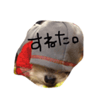 愛犬シナモン（個別スタンプ：19）